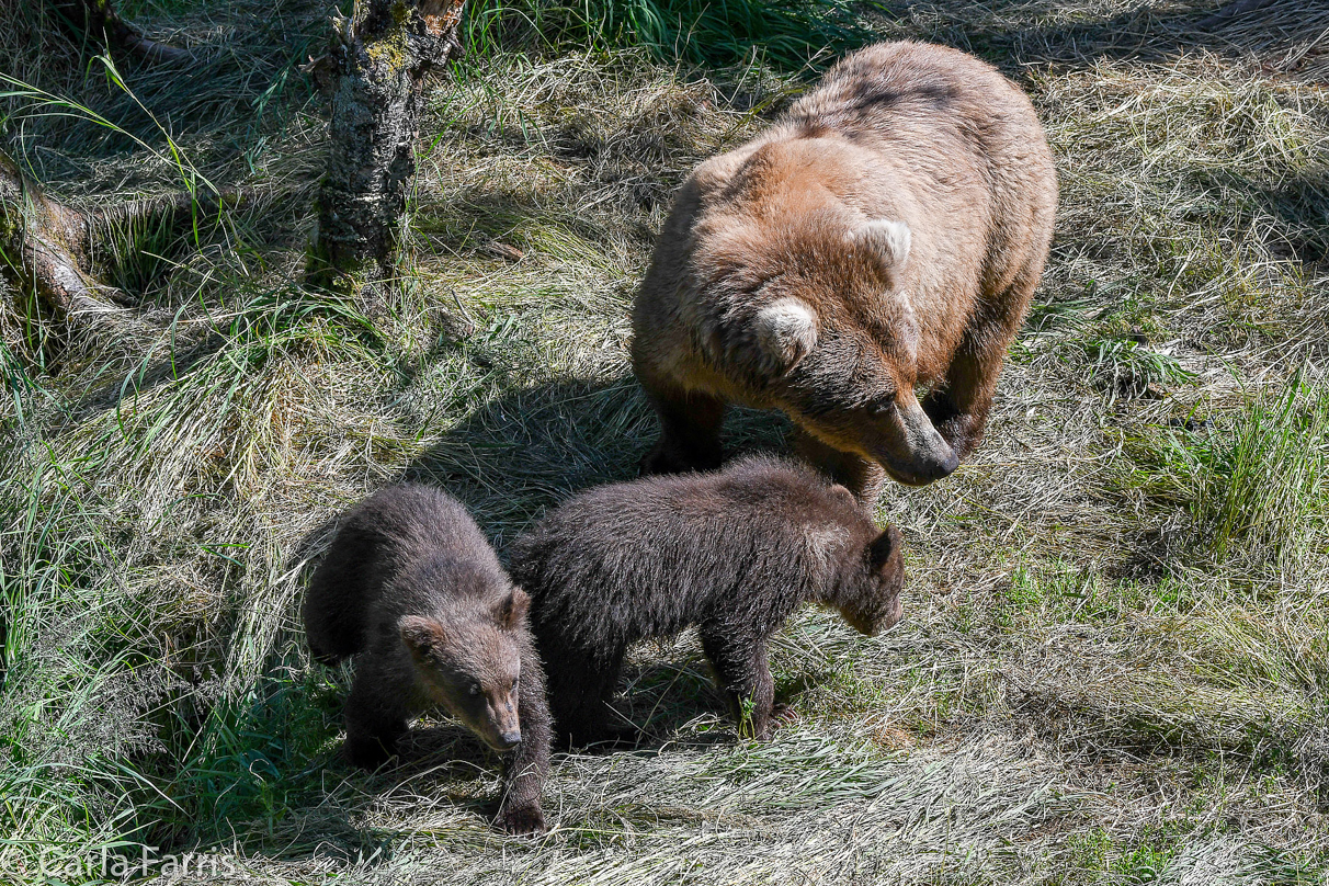 Beadnose (409) & cubs