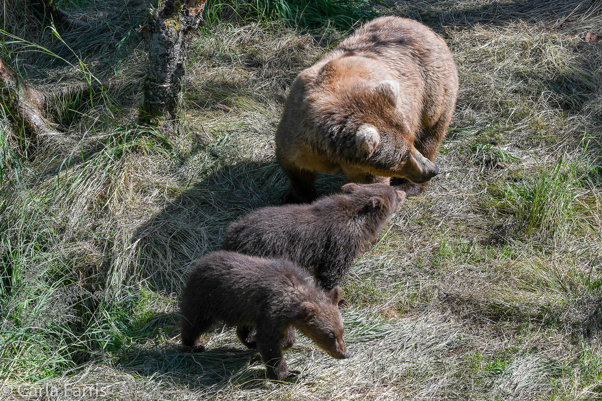 Beadnose (409) & cubs