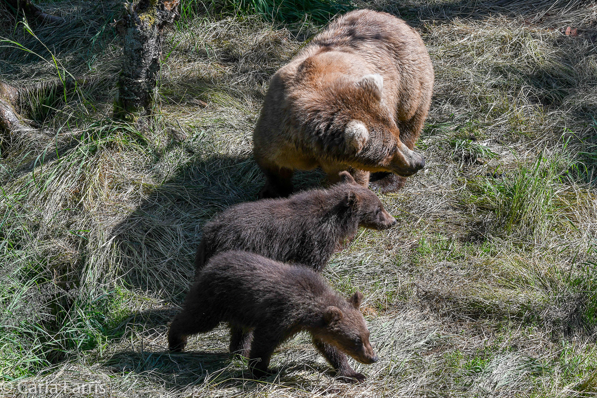 Beadnose (409) & cubs