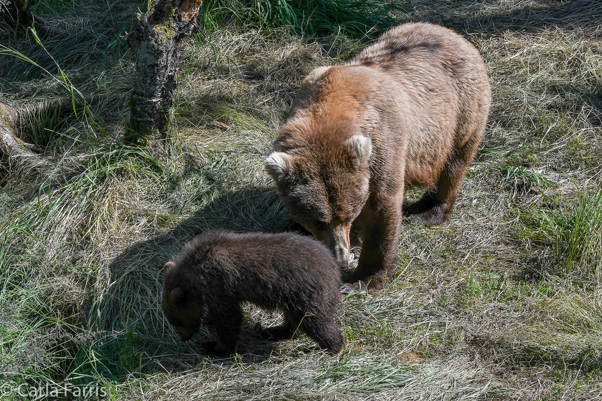 Beadnose (409) & cubs