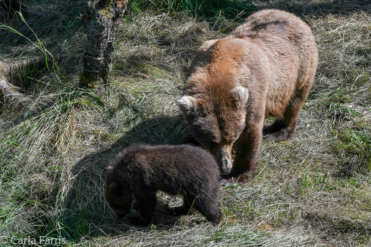 Beadnose (409) & cubs