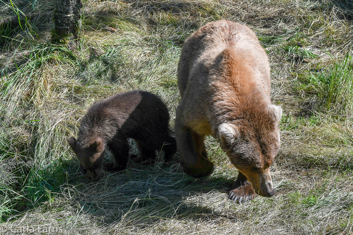 Beadnose (409) & cubs