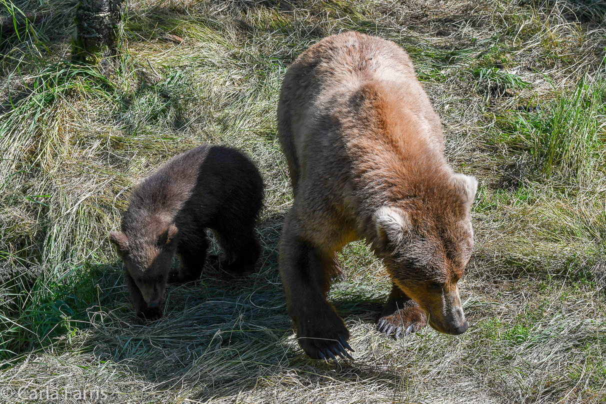 Beadnose (409) & cubs