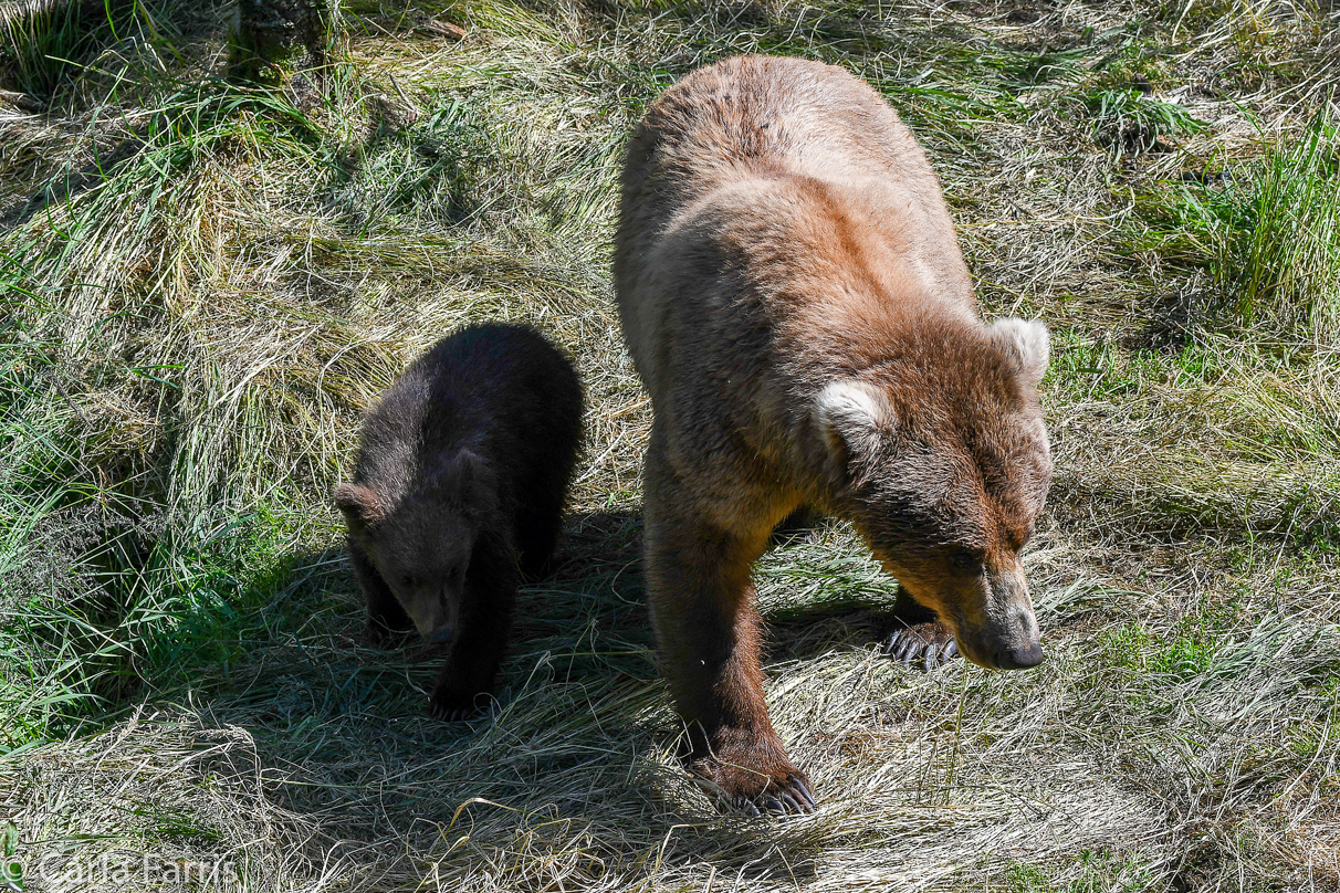 Beadnose (409) & cubs