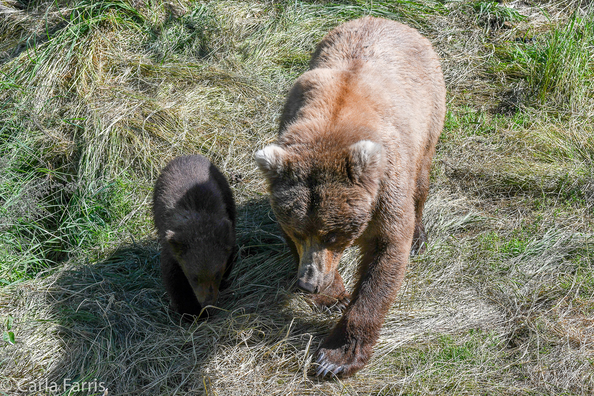 Beadnose (409) & cubs