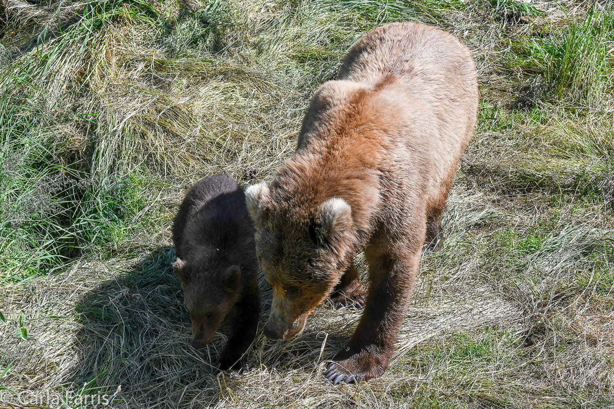 Beadnose (409) & cubs