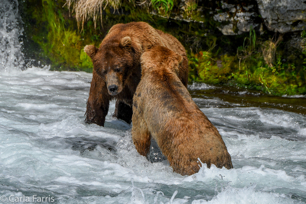 Popeye (634) & Unknown Bear