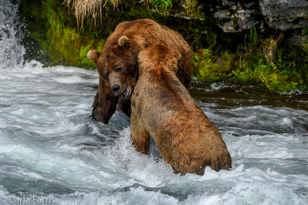 Popeye (634) & Unknown Bear