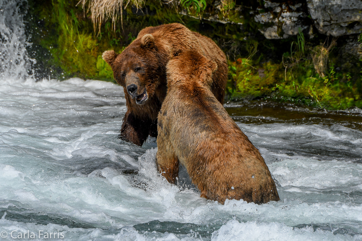 Popeye (634) & Unknown Bear