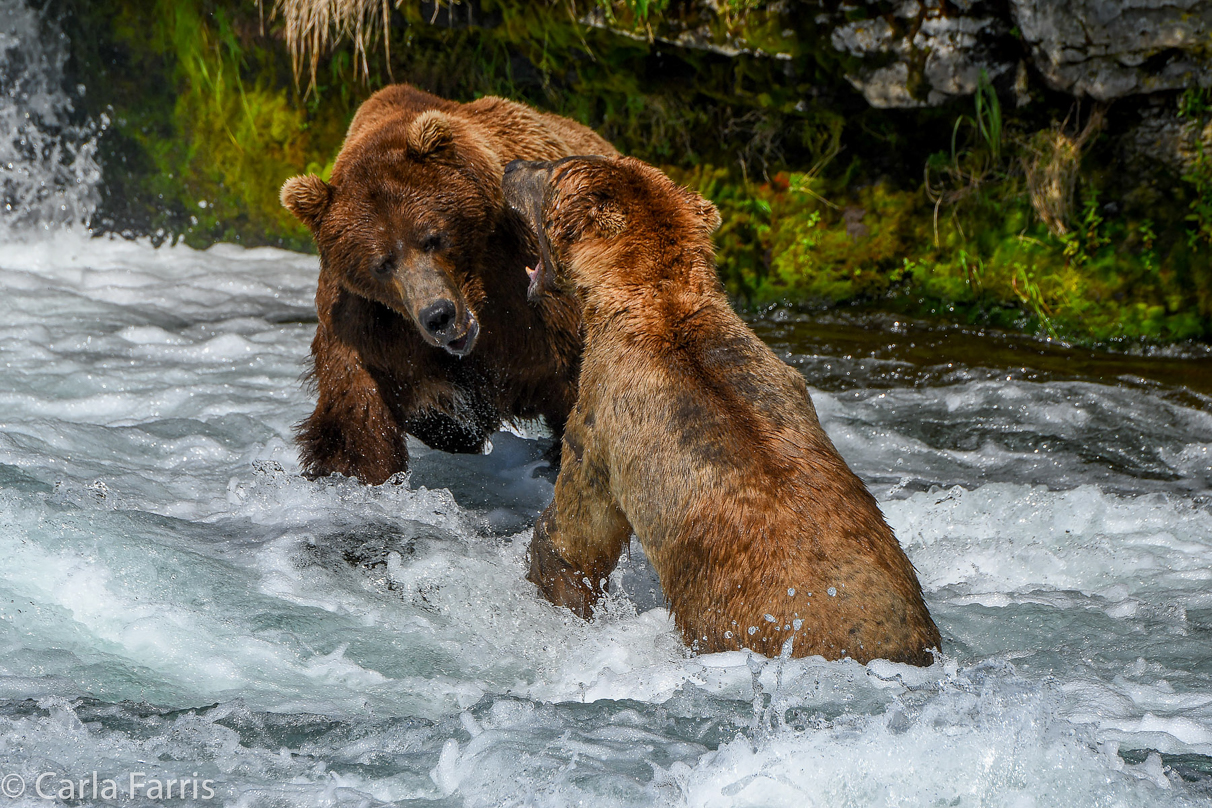 Popeye (634) & Unknown Bear