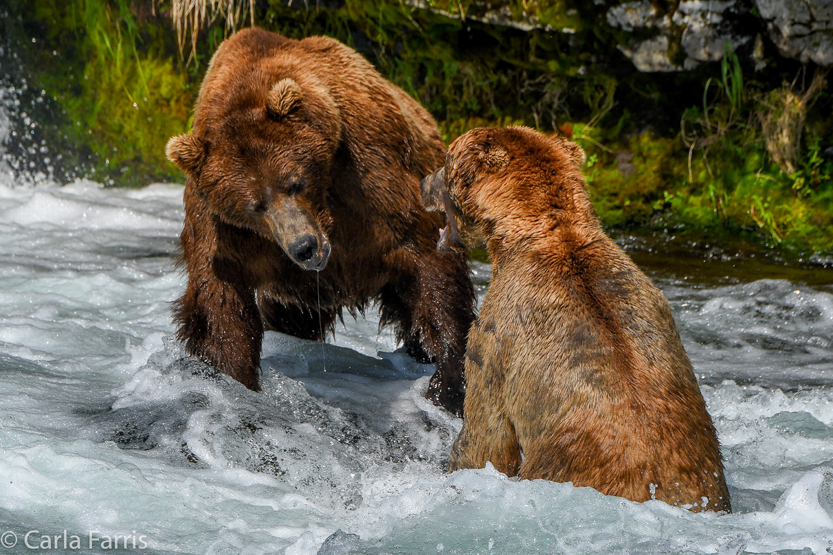 Popeye (634) & Unknown Bear