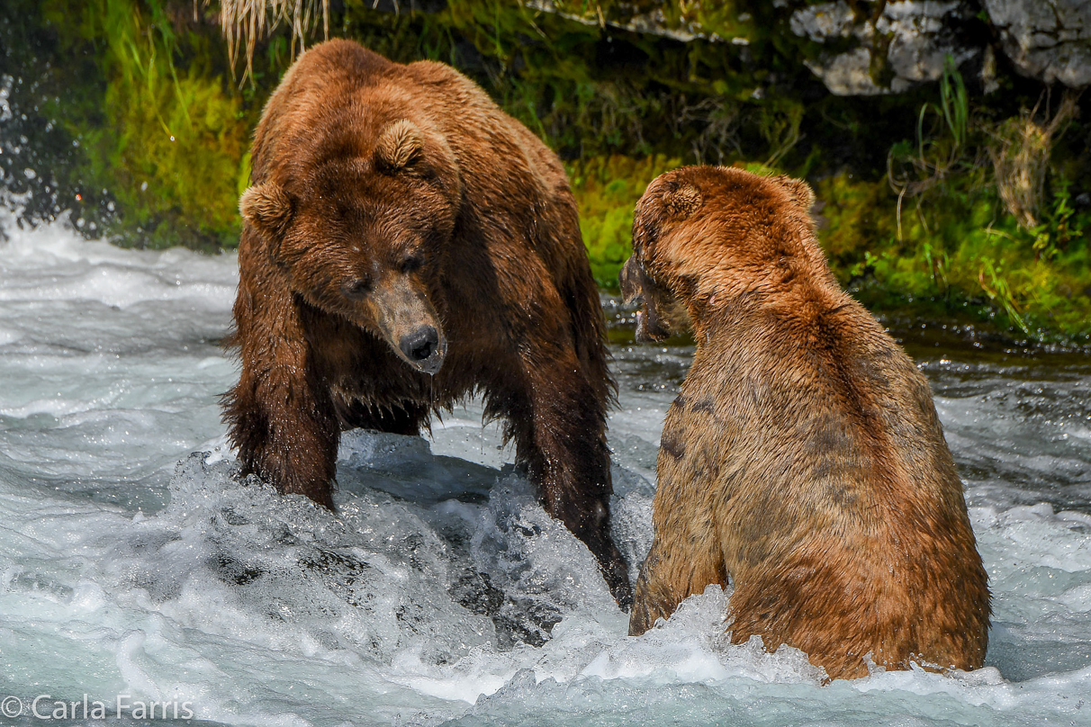 Popeye (634) & Unknown Bear