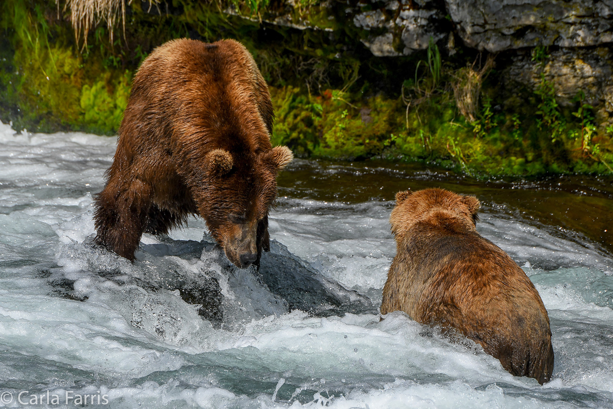 Popeye (634) & Unknown Bear