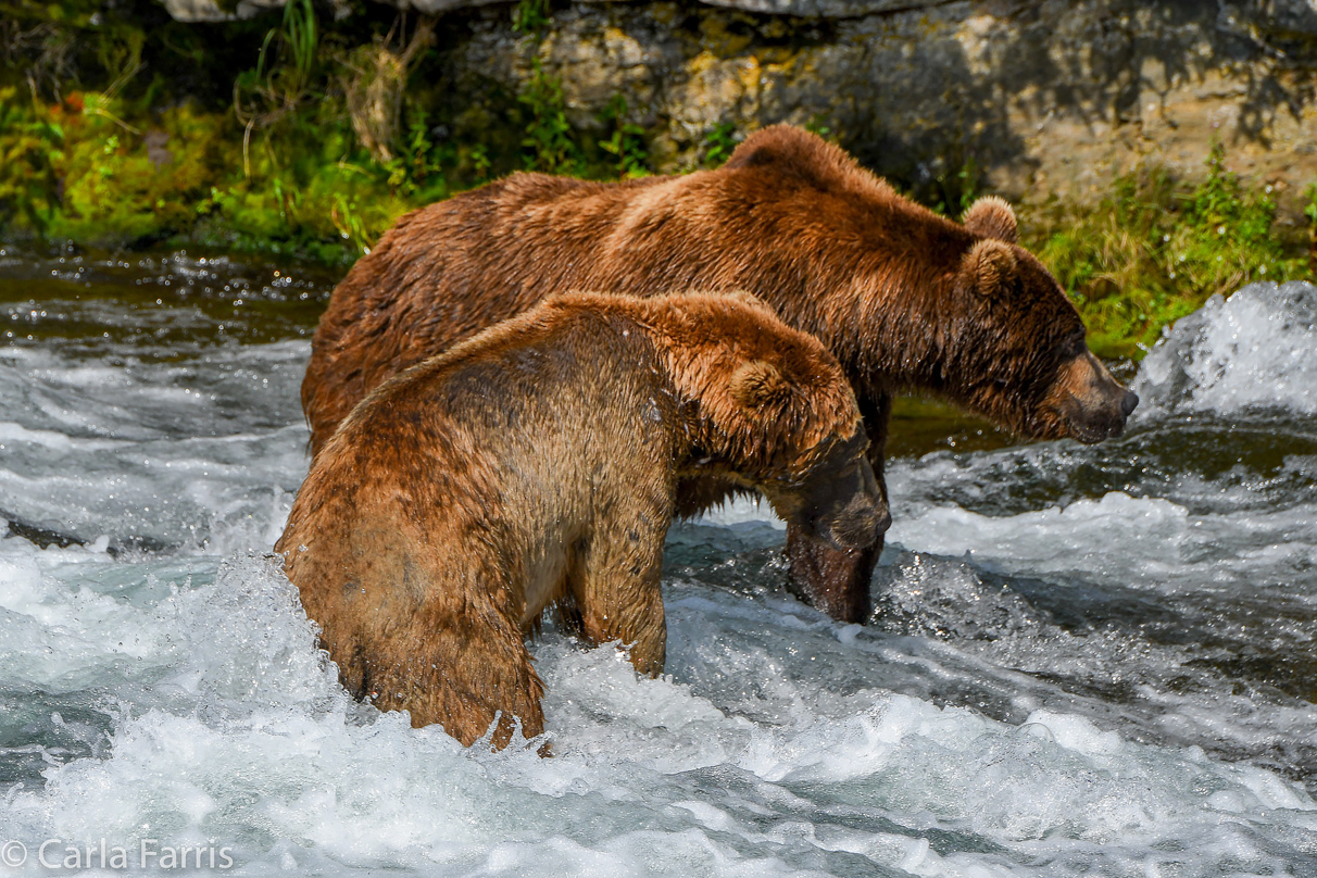 Popeye (634) & Unknown Bear