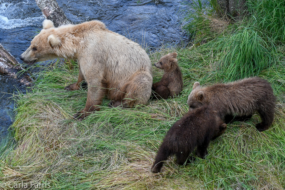 Grazer (128) & cubs