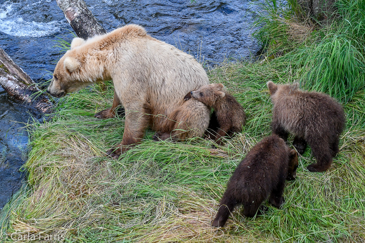 Grazer (128) & cubs