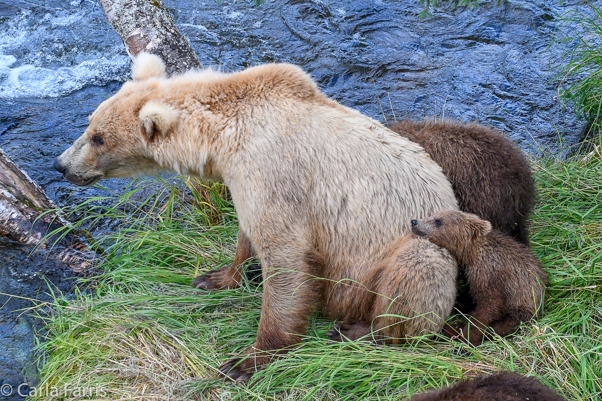 Grazer (128) & cubs