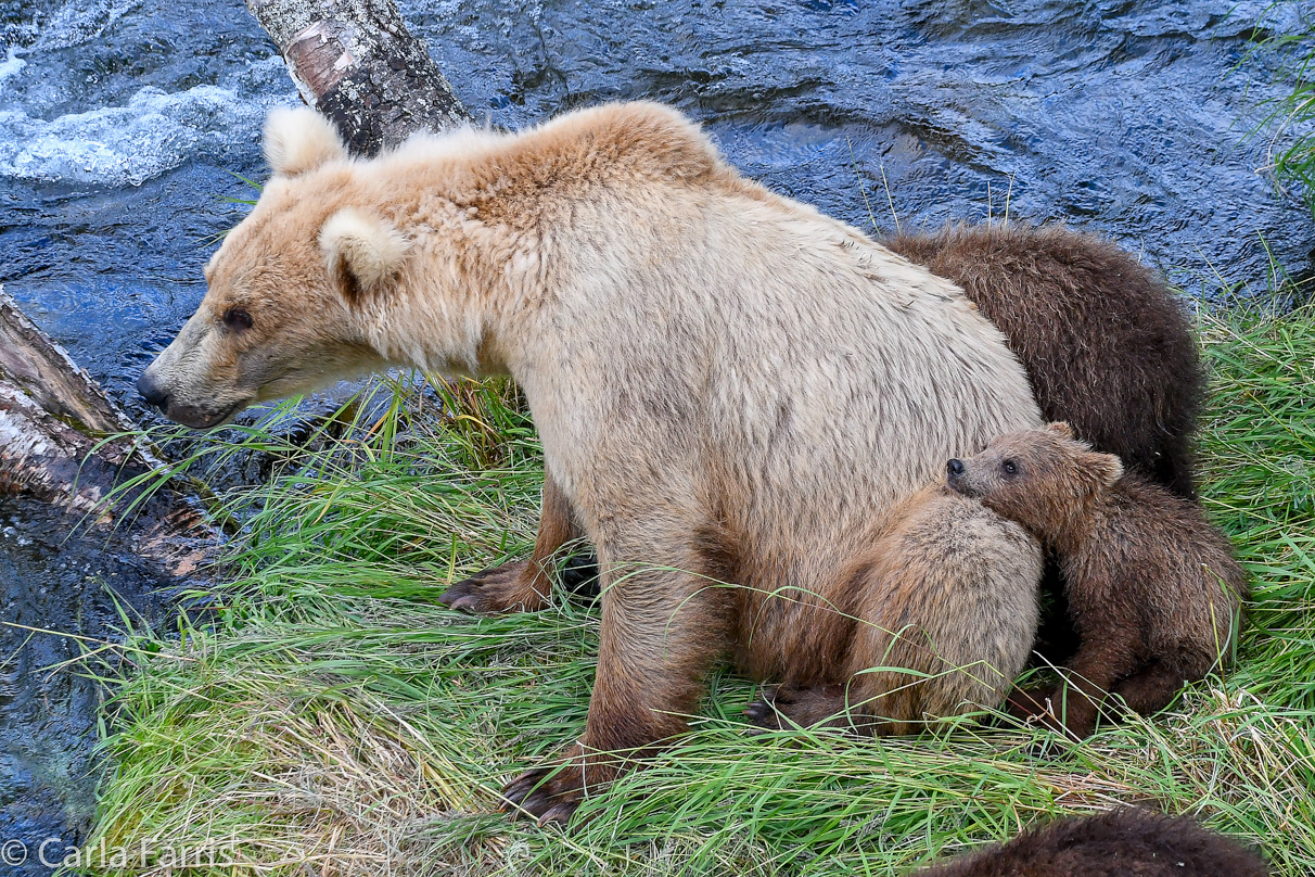 Grazer (128) & cubs