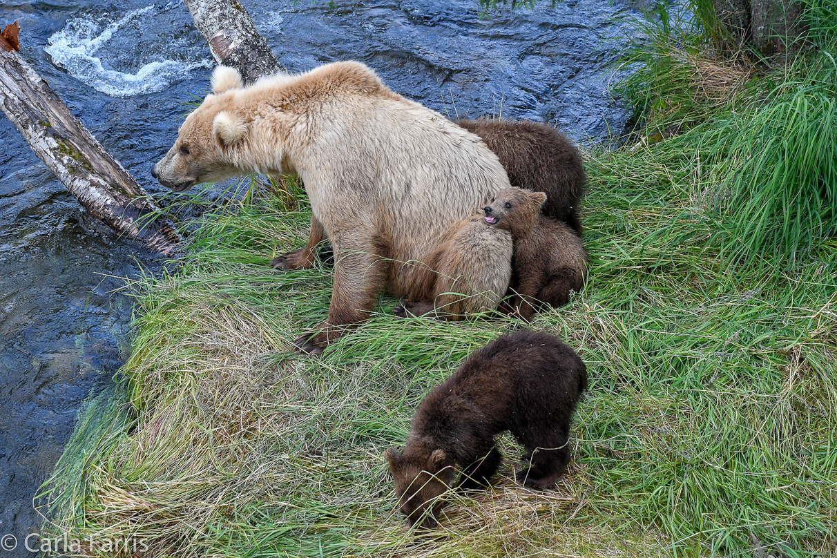 Grazer (128) & cubs