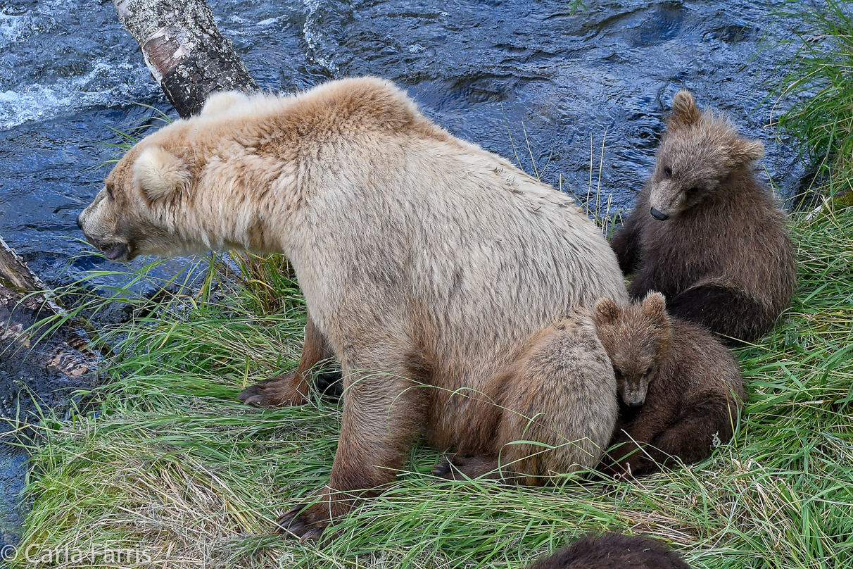 Grazer (128) & cubs