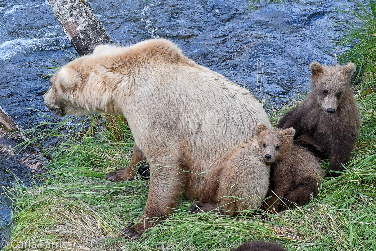 Grazer (128) & cubs