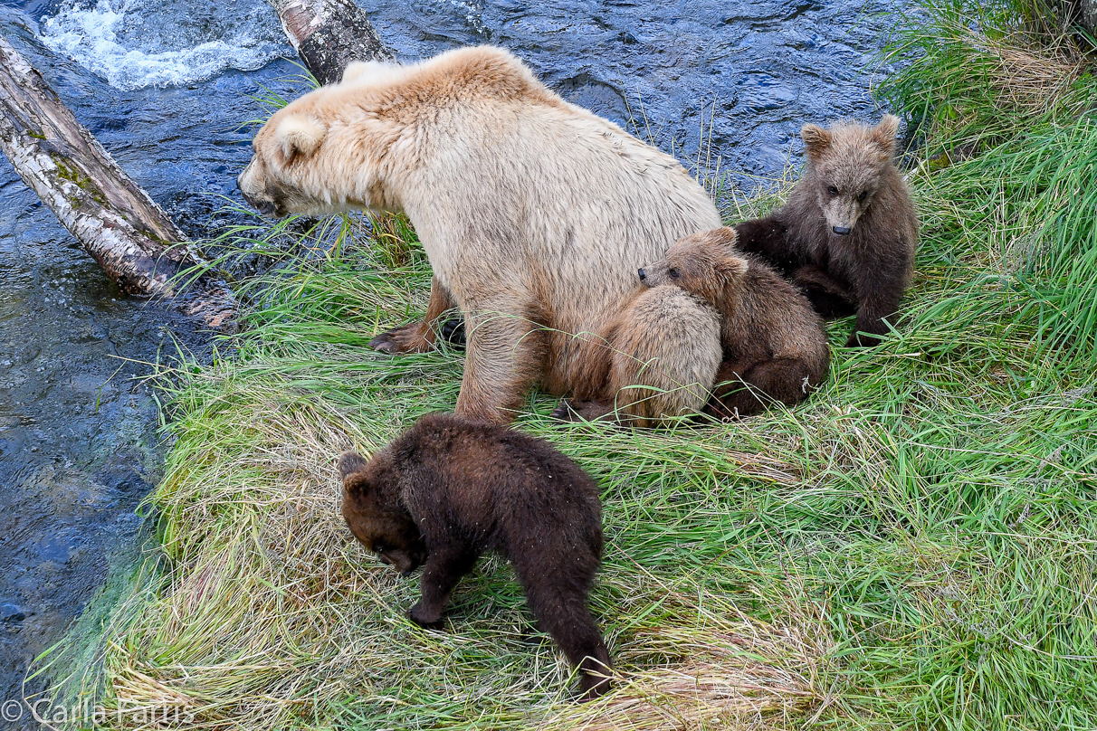 Grazer (128) & cubs