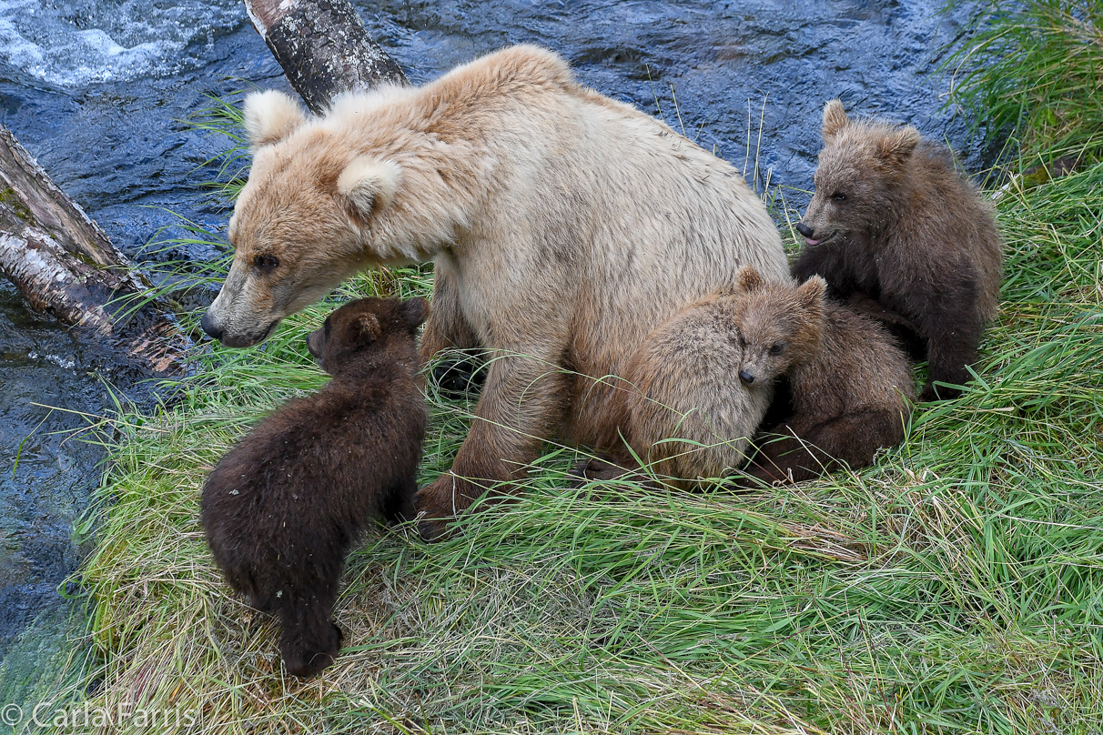 Grazer (128) & cubs