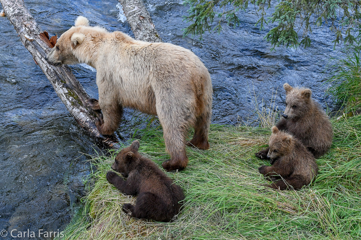 Grazer (128) & cubs