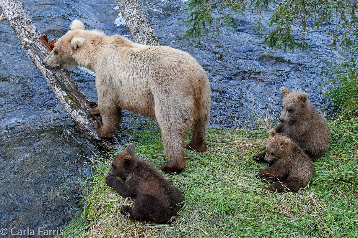 Grazer (128) & cubs