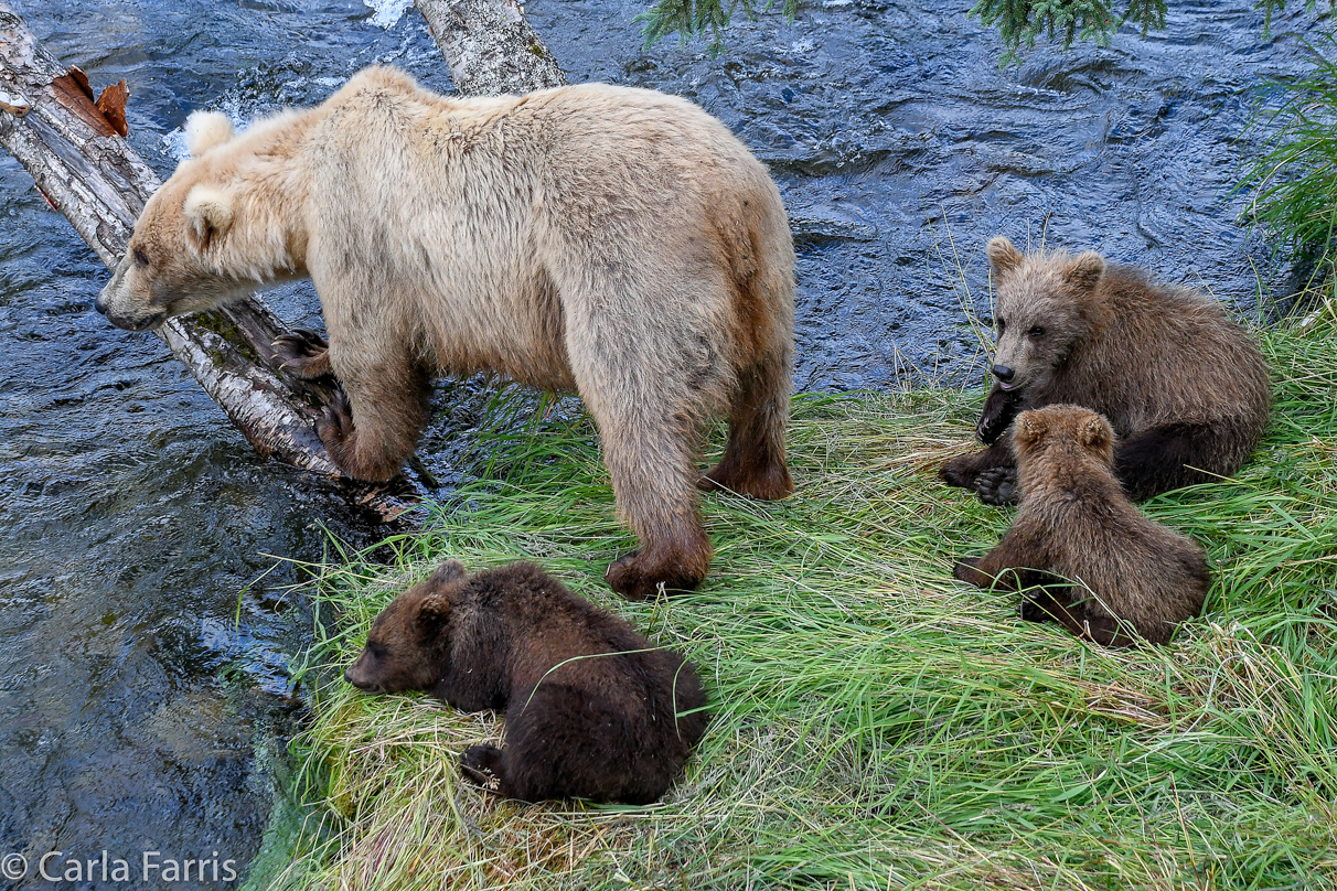 Grazer (128) & cubs