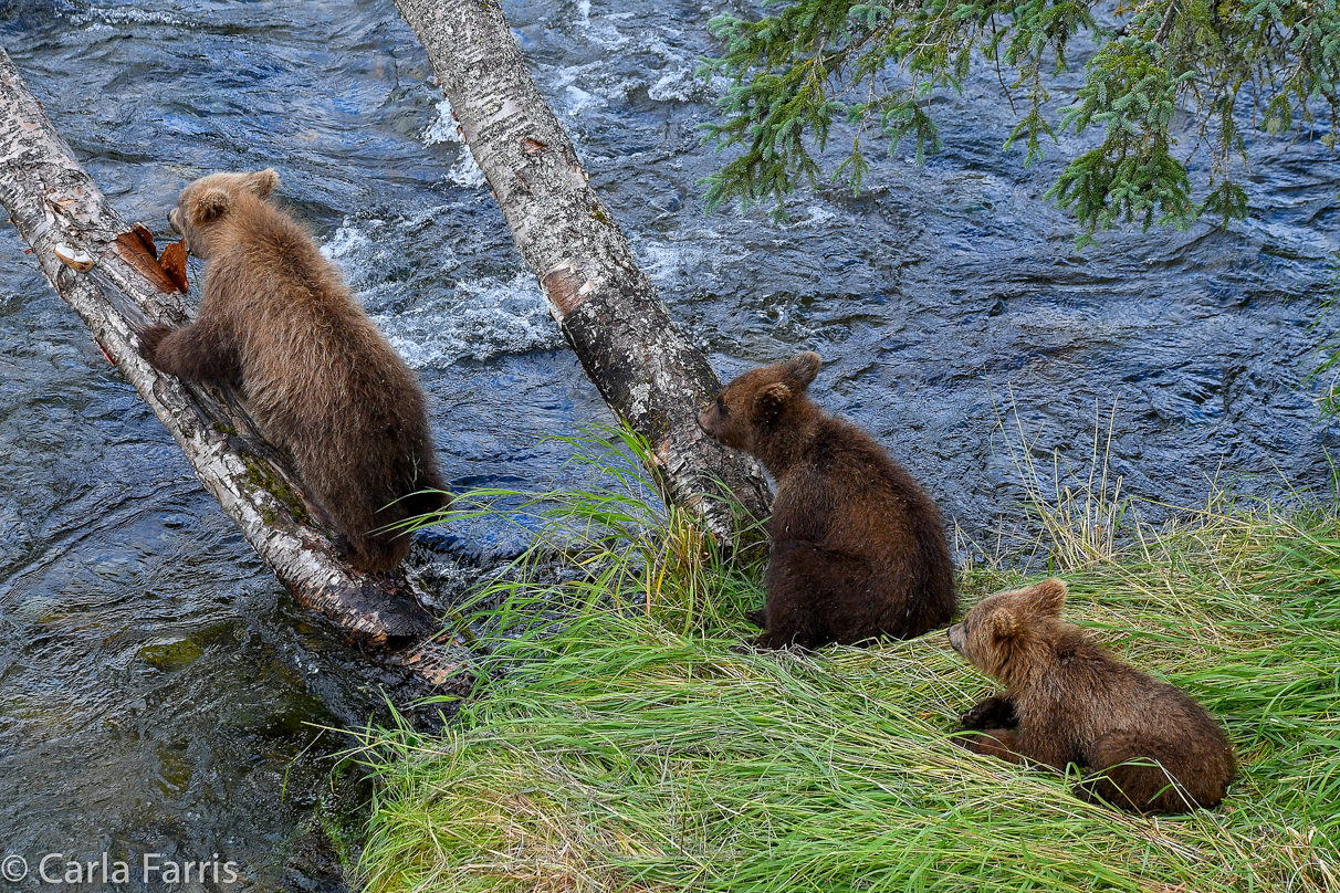 Grazer (128) cub(s)