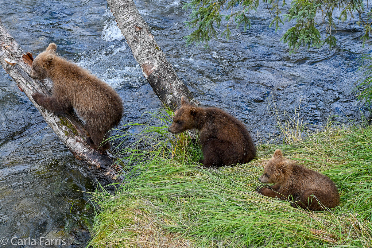 Grazer (128) cub(s)