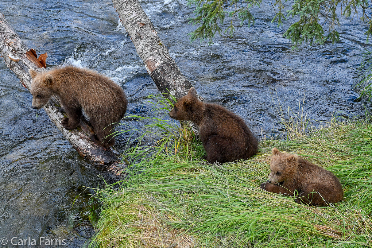 Grazer (128) cub(s)