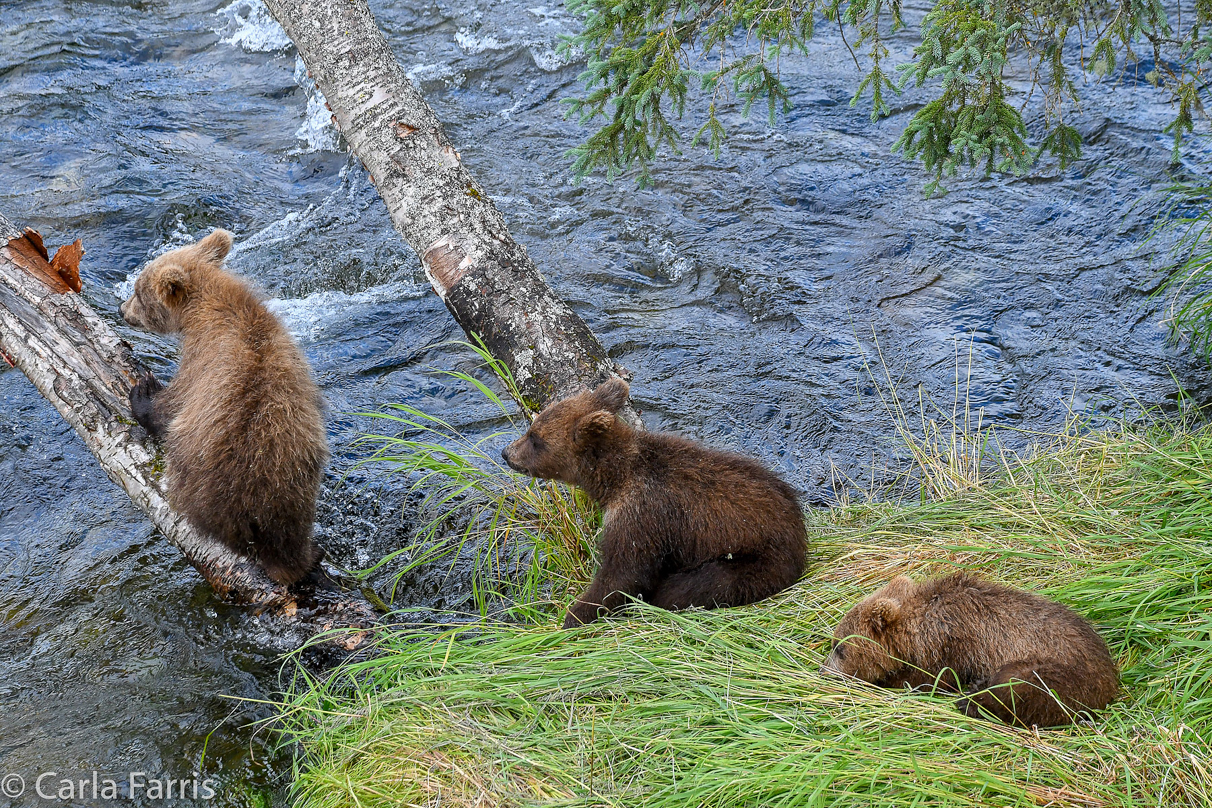 Grazer (128) cub(s)