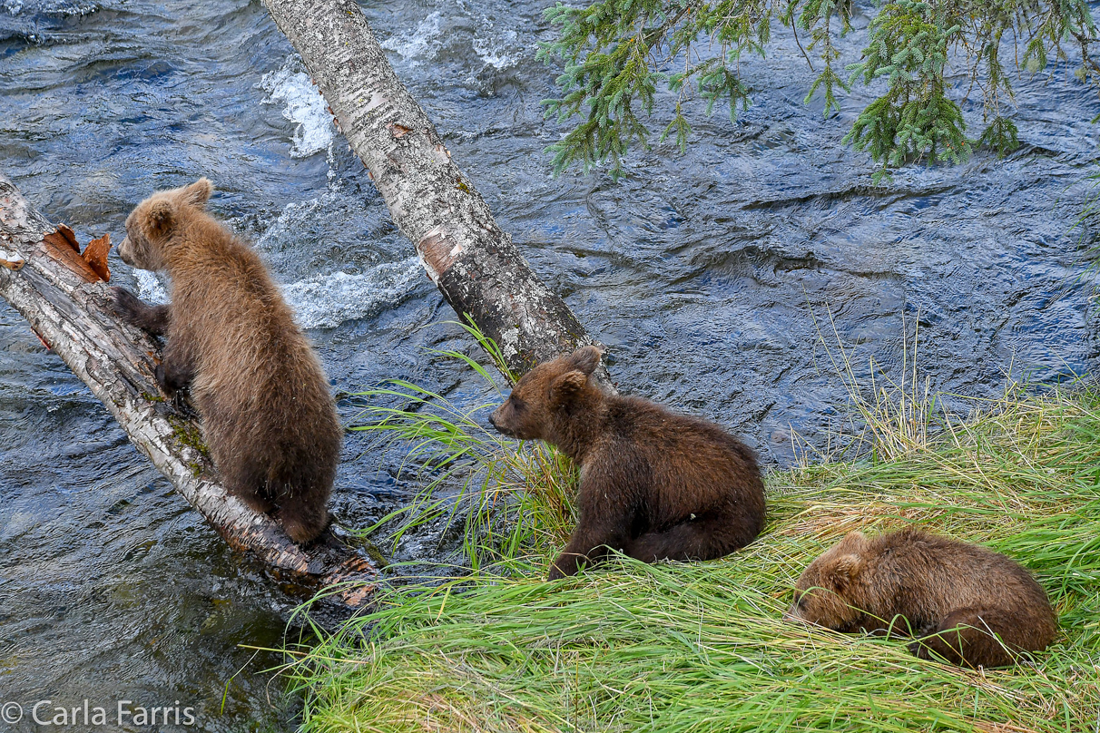 Grazer (128) cub(s)