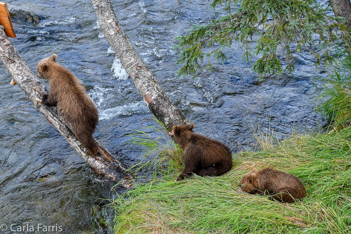 Grazer (128) cub(s)