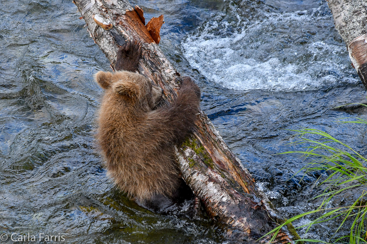 Grazer (128) cub(s)