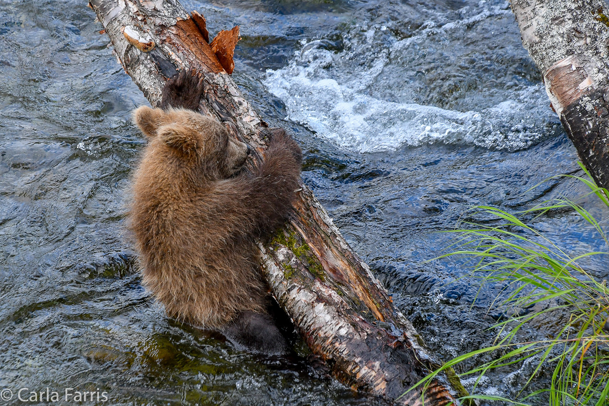 Grazer (128) cub(s)