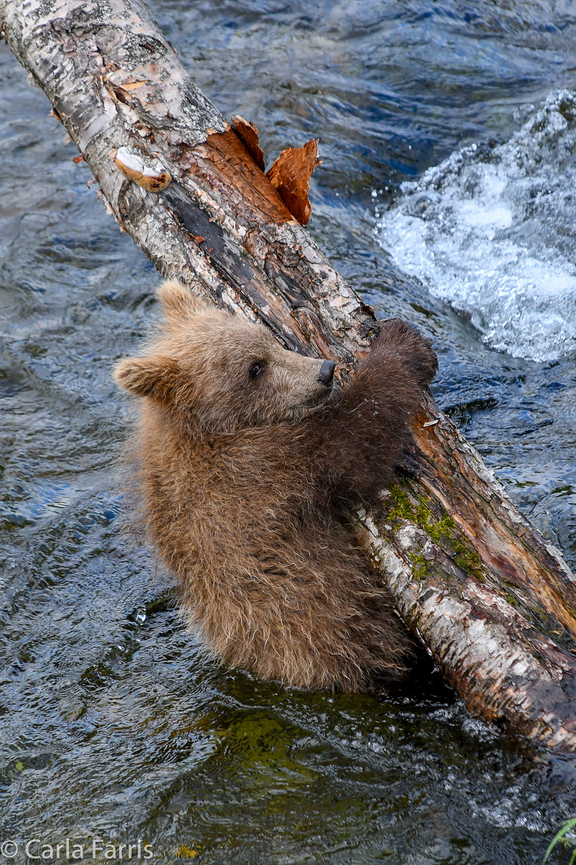 Grazer (128) cub(s)