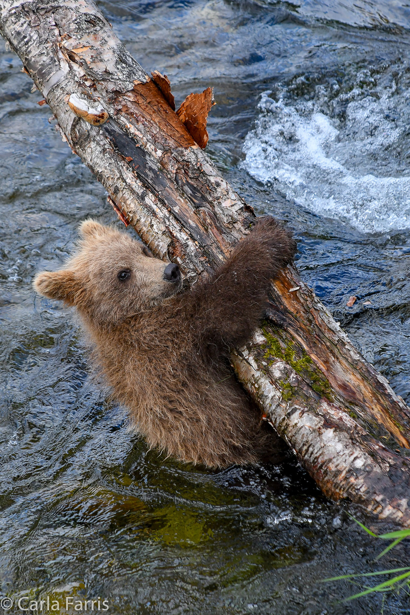 Grazer (128) cub(s)