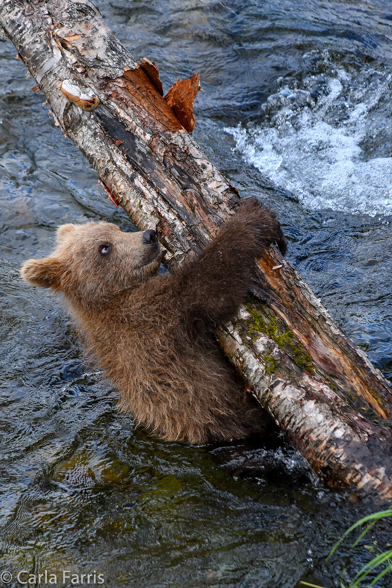 Grazer (128) cub(s)