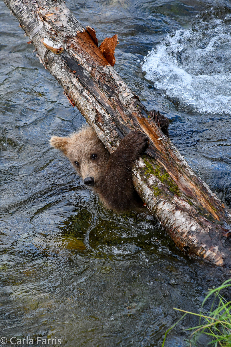 Grazer (128) cub(s)