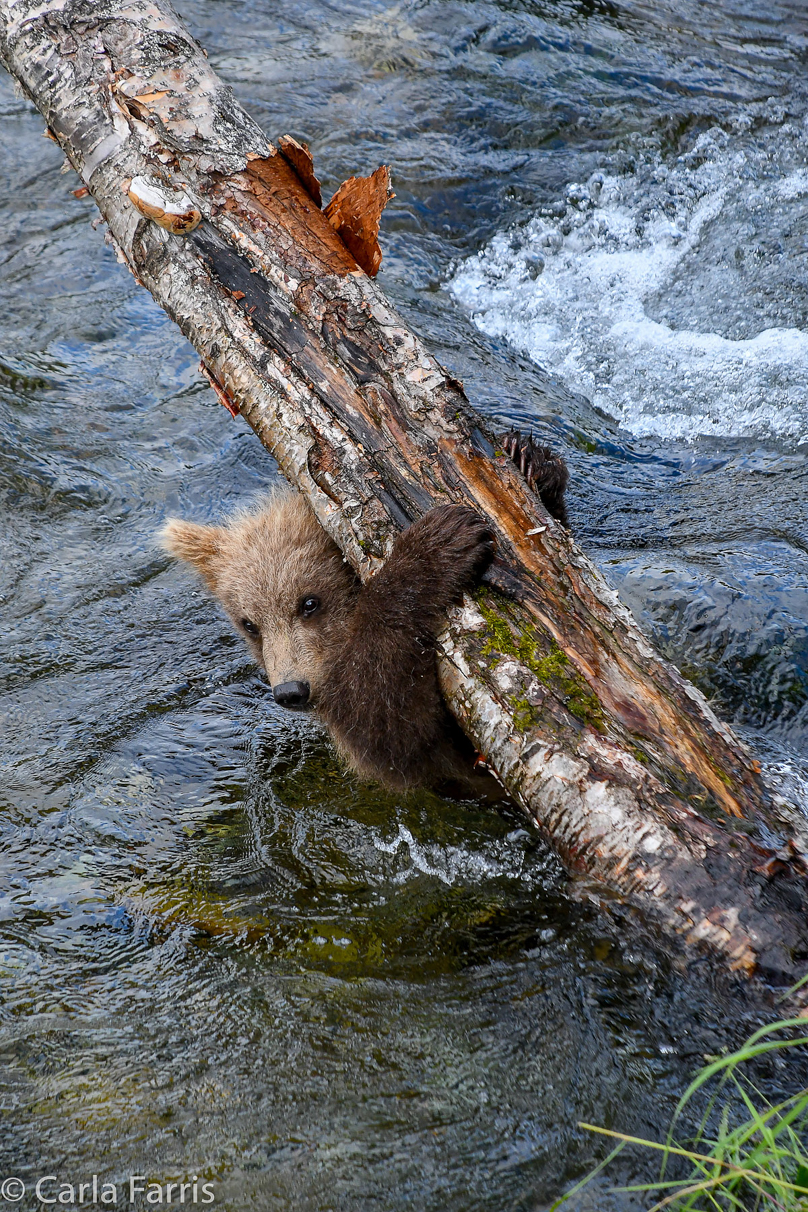 Grazer (128) cub(s)