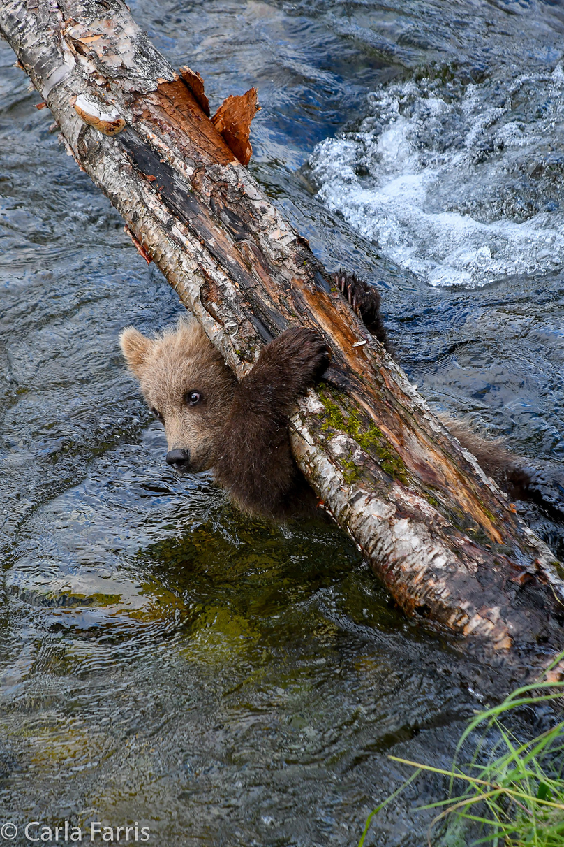 Grazer (128) cub(s)