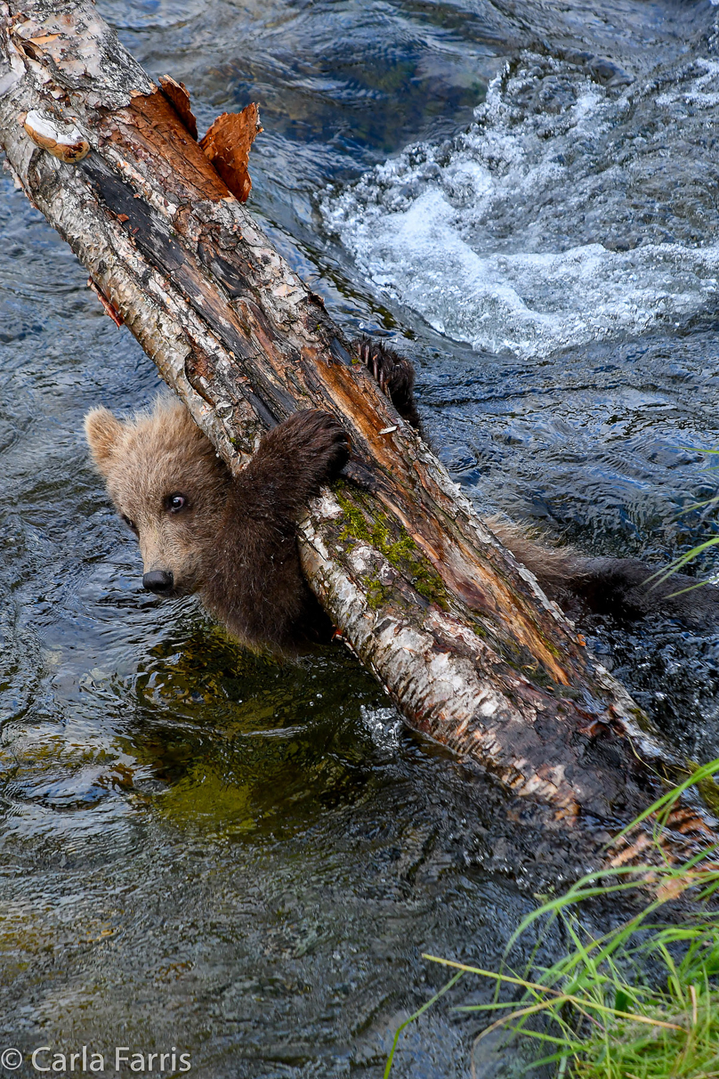 Grazer (128) cub(s)