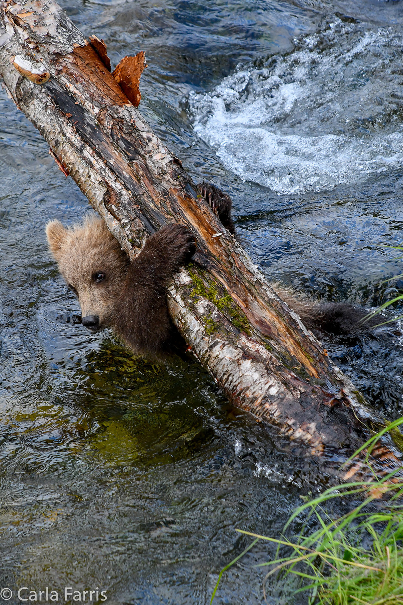 Grazer (128) cub(s)