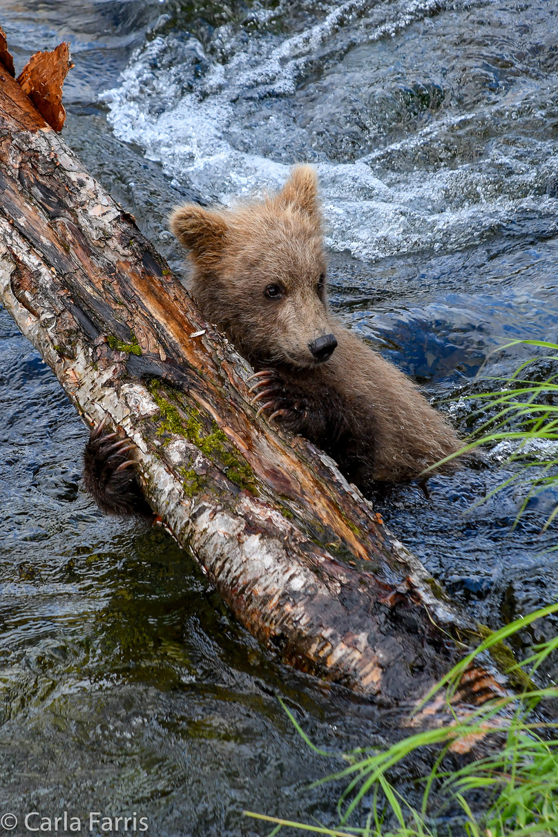 Grazer (128) cub(s)