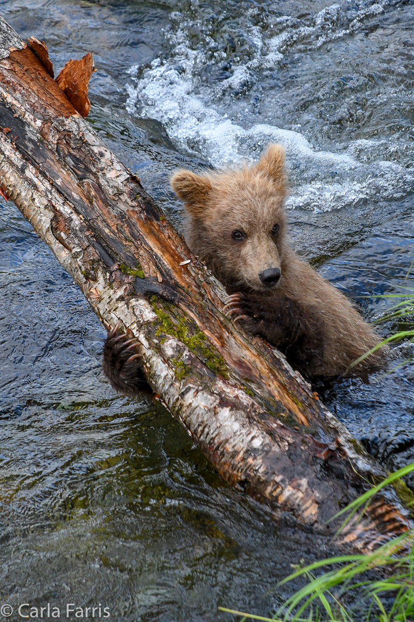 Grazer (128) cub(s)