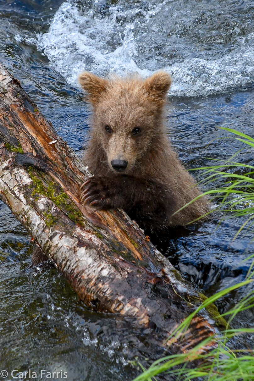 Grazer (128) cub(s)