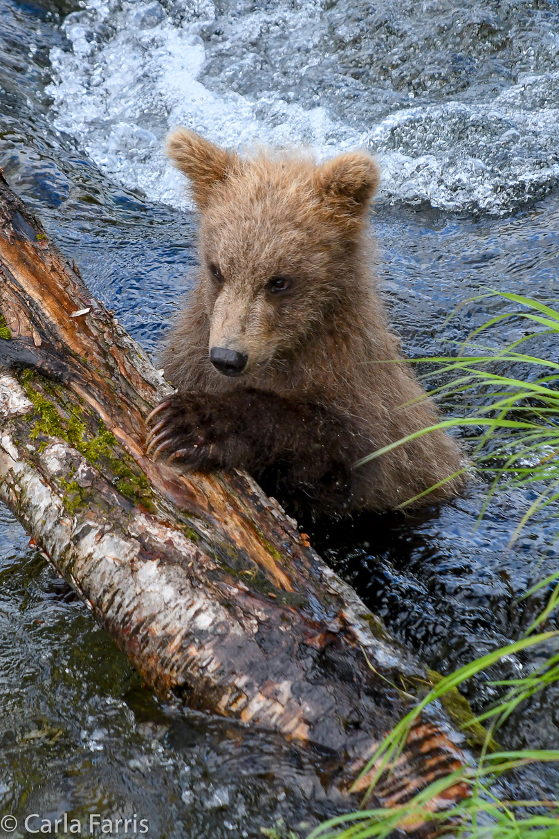 Grazer (128) cub(s)